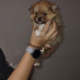 Pomeranian Puppies from Lovingood Farms