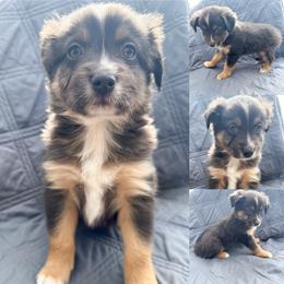 Black tri male 4 - Black tri male Miniature Australian Shepherd puppy in Brooker, Florida from Honey, I Shrunk the Aussies