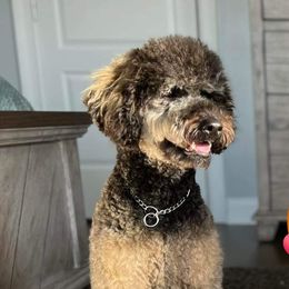 Bernedoodle, Poodle, and Schnoodle All Grown Up from Grand Lake Poodles & Doodles