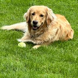 Belle - Golden Retriever