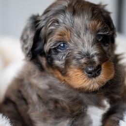 Rex - Merle male Schnoodle puppy in Grove, Oklahoma from Grand Lake Poodles & Doodles