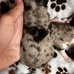 Mocha - Blue merle male Aussiedoodle puppy in Daphne, Alabama from Darling Australians