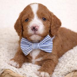 Forrest - Red male Cavapoo puppy in Theodore, Alabama from Horton & Co. Cavapoos