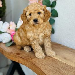 Teddy - Red  male Goldendoodle puppy in Lehi, Utah from Thompson Family Puppies