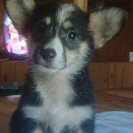 Darcy - Black and white female American Corgi puppy in Checotah, Oklahoma from Skoal Creek Corgi's