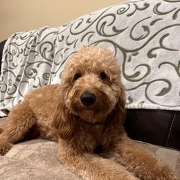 Charlee - Goldendoodle