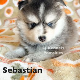 Sebastian - Black and white male Pomsky puppy in Centerville, Iowa from LJ Kennels Pomskies, LLC