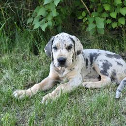 Pink collar - Merle female Great Dane puppy in Ulen, Minnesota from Hogenson Family Farm