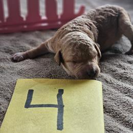 Girl 4 - Apricot female Poodle puppy in Detroit, Michigan from Pretty Spoiled Spoos llc