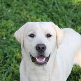 Zeus - Labrador Retriever