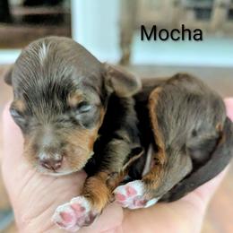 Mocha - Red phantom male Aussiedoodle puppy in Haleyville, Alabama from The Cuddly Dood Ranch