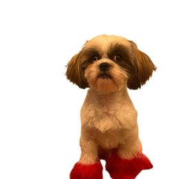 Poodles, Shih Tzus, Shorkies, Yorkipoos, and Yorkshire Terriers from YorkShih Pup & Co