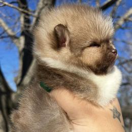Pomeranian Puppies from Cascade Pomeranians