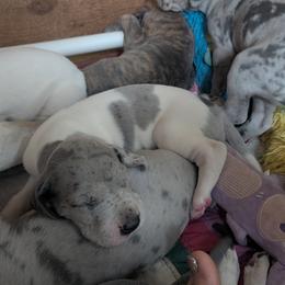 Pi - Merlequin male Great Dane puppy in Turon, Kansas from RCM Great Danes