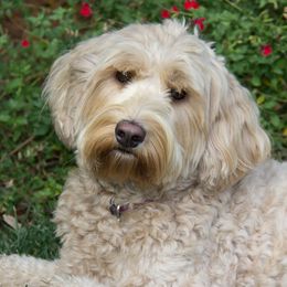 Peaches - Australian Labradoodle