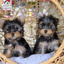 Biewer Terrier and Yorkshire Terrier Puppies from Corazon de gigante