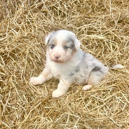 Templeton - with tail - Blue merle male Australian Shepherd puppy in Kentland, Indiana from Pine Grove Aussies