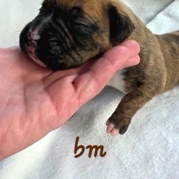 Brindle male,  black mask - Brindle male Boxer puppy in Farmington, Pennsylvania from Impression's Boxers