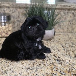 Tobin - Black male Shih Tzu puppy in Kings Mountain, North Carolina from Britany's Shih Tzus