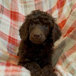Clove Garland - Brown female Poodle puppy in Corona, California from Garden Of Poodles