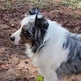 Ramos' There Can Be Miracles - Australian Shepherd