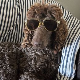 Bernedoodles and Poodles from Kelan’s Poodles