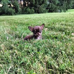 Akc Flynn - Chocolate and tan male Chihuahua puppy in Cedarville, Ohio from Evereve Kennels