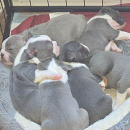 Boston Terrier puppies from Aronow Pups