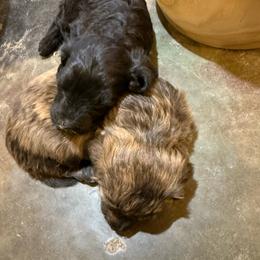 Bordoodle puppies from Card Family Ranch