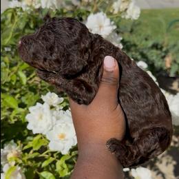 Summer Oak - Brown male Poodle puppy in Corona, California from Garden Of Poodles
