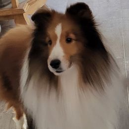 GCH CH Ravindales Ravi - Shetland Sheepdog