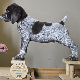 Brookie - German Shorthaired Pointer puppy from Honor German Shorthaired Pointers