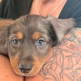 Big Boy - Fawn (isabella) and cream male Dachshund puppy in Glendale, Arizona from Collier Dachshunds