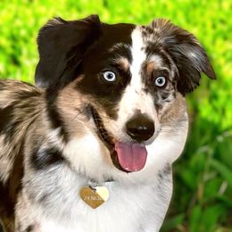 Ellie - Australian Shepherd