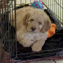 Mickey Green Eyes - Cream female Labradoodle puppy in Spur, Indiana from Purple Heart Canines