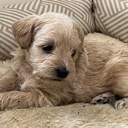 Schnoodle puppies from Growing Puppies