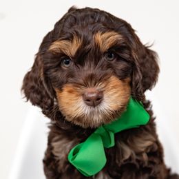 Green Boy - Tri-color male Australian Labradoodle puppy in Statesville, North Carolina from Rose Cottage Labradoodles