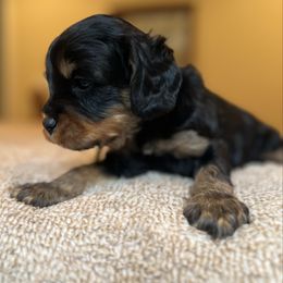 Phantom male - Black and tan male Cavapoo puppy in Beckley, West Virginia from By Design Doodles