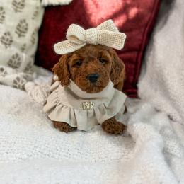 Pink collar girl - Red  female Goldendoodle puppy in Spokane, Washington from Dream Doodles in Spokane WA