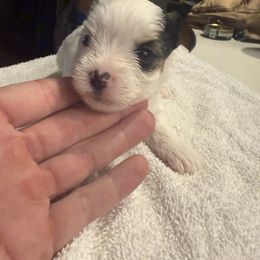 Yorkshire Terrier Puppies from Dallas Parti Yorkies