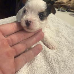 Yorkshire Terrier Puppies from Dallas Parti Yorkies
