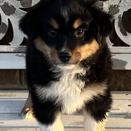 Phoenix - Black tri Miniature Australian Shepherd puppy in Godley, Texas from Nana and Paws Aussies