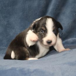 Claudia - Black female Border Collie puppy in Tiskilwa, Illinois from First Harmony Farms