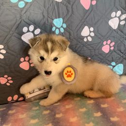 Siberian Husky Puppies from Canace Siberians