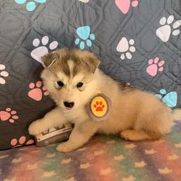 Siberian Husky Puppies from Canace Siberians