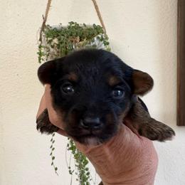Tiny Tim - Black and tan male Yorkipoo puppy in Carlotta, California from Lost Coast Poodles and Doodles