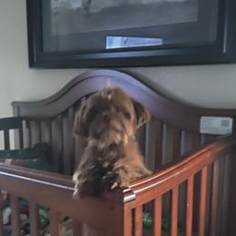 Shih Tzu Puppies from R&R Shih-Tzus