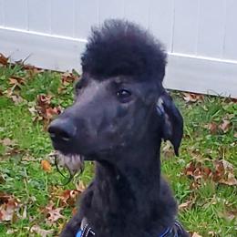 Patches - Poodle