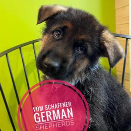 Mr Blue Skies - Black and red German Shepherd puppy in Kalakaska, Michigan from Vom Schaffner German Shepherds