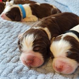 Fritz - Tri-Roan male English Springer Spaniel puppy in Kingsport, Tennessee from Leandra's English Springer Spaniels